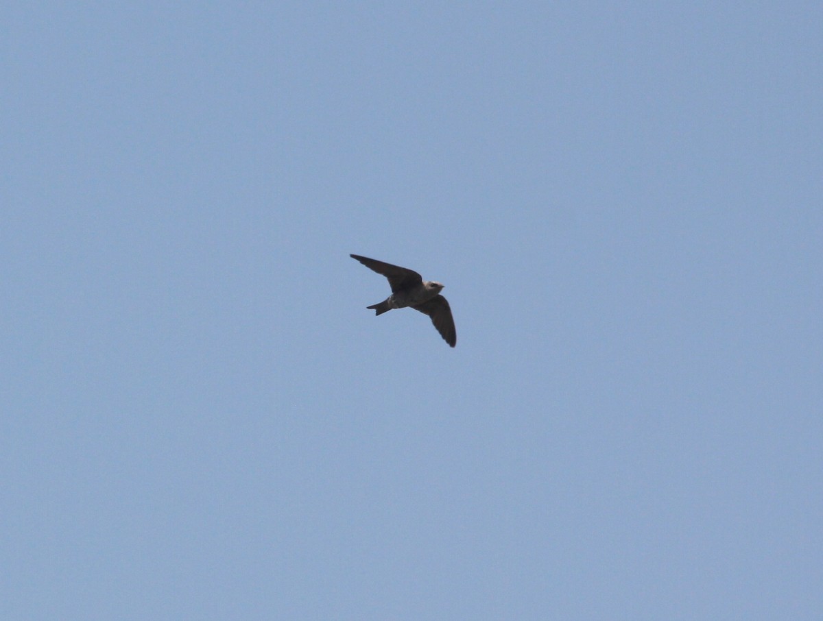 Peruvian Martin - ML629254189