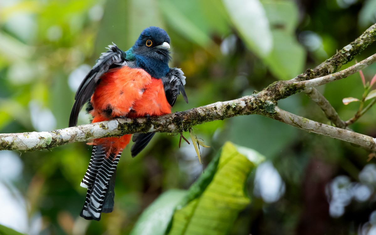 Blue-crowned Trogon - ML629254497