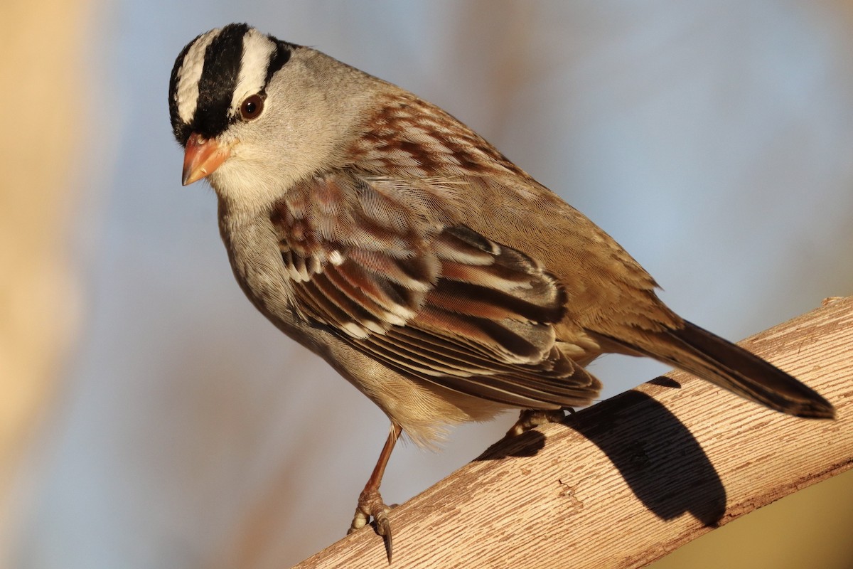 White-crowned Sparrow - ML629254604
