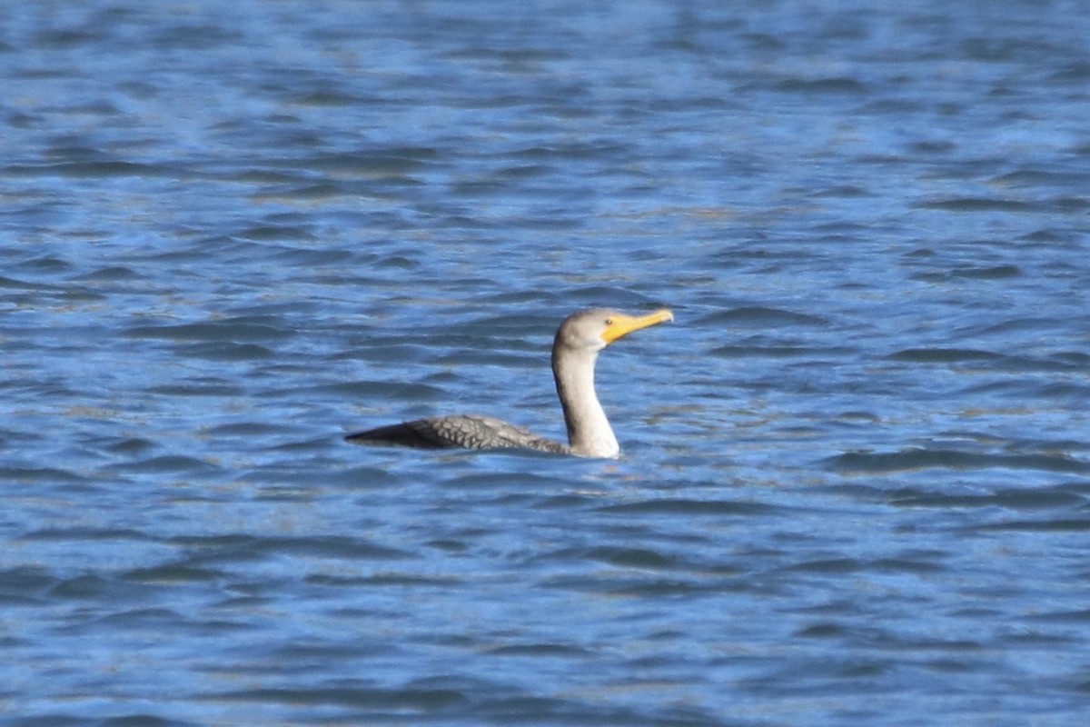 Double-crested Cormorant - ML629254643