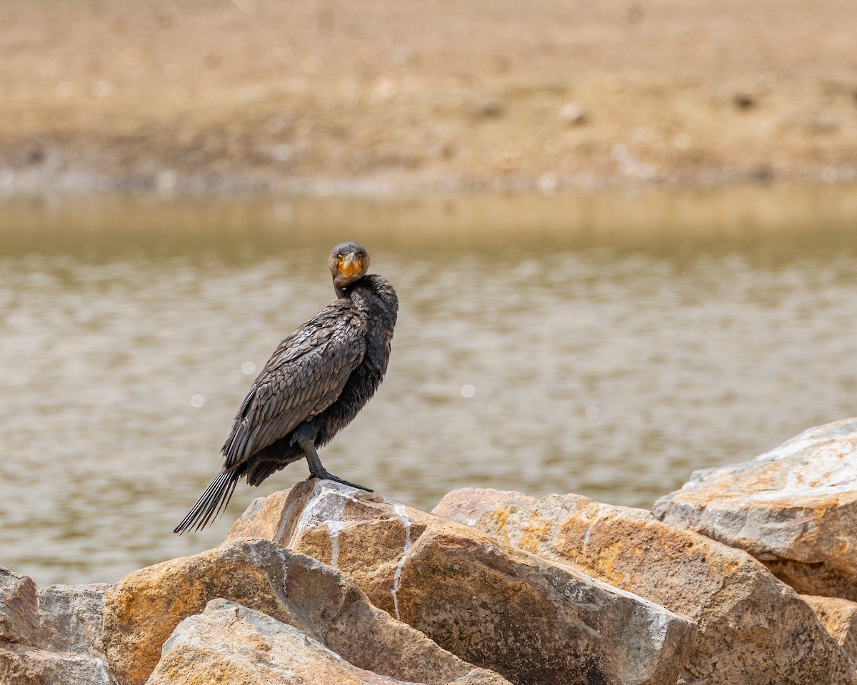 Great Cormorant - ML629254687