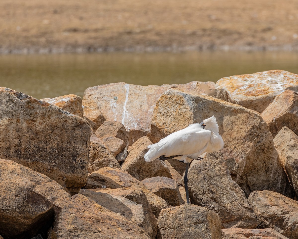 Royal Spoonbill - ML629254694