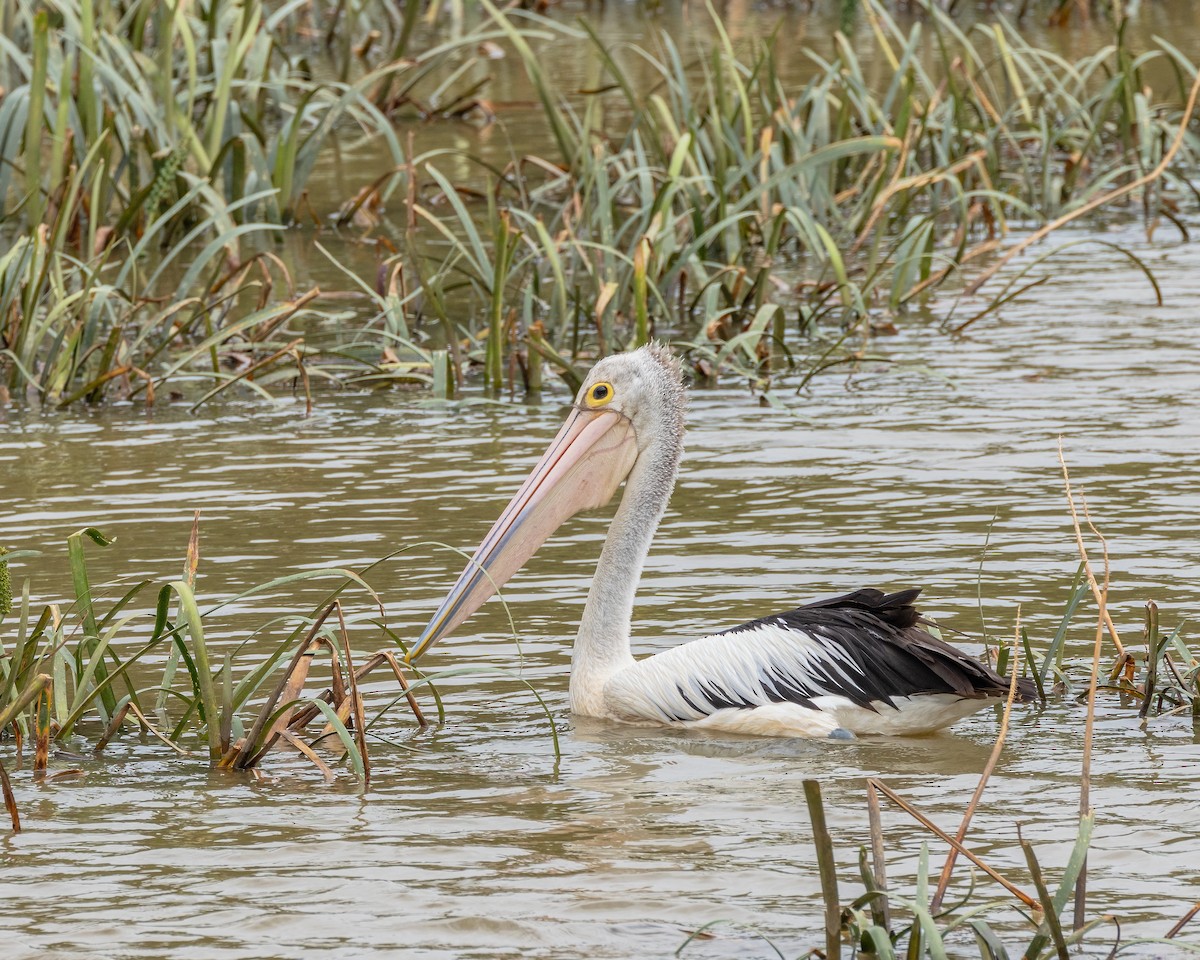 Australian Pelican - ML629254702
