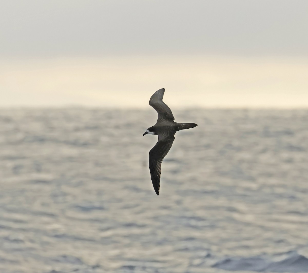 Galapagos Petrel - ML629254718