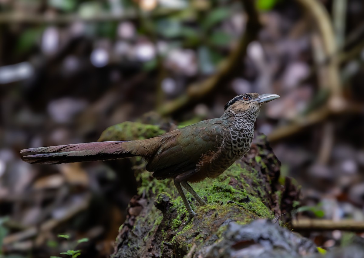 Scaled Ground-Cuckoo - ML629254723