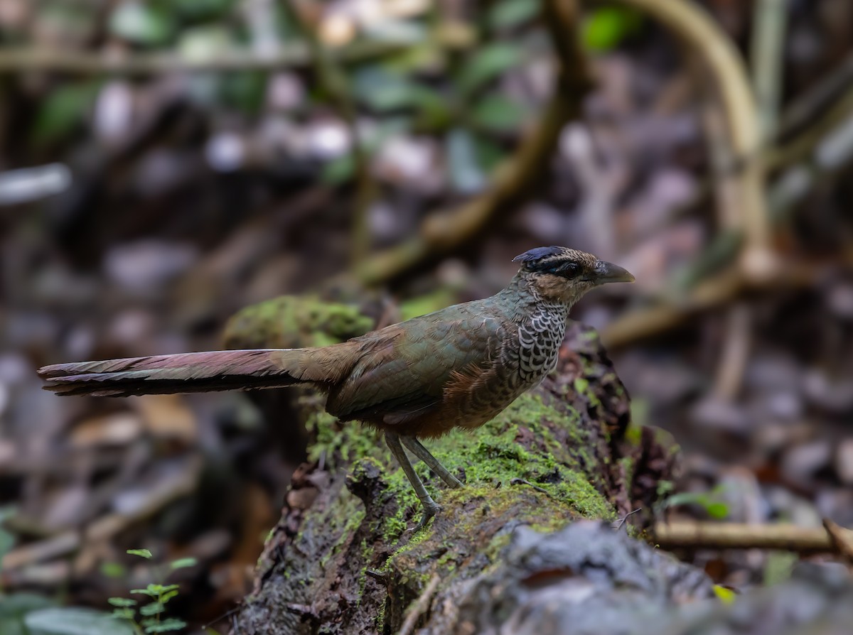 Scaled Ground-Cuckoo - ML629254724