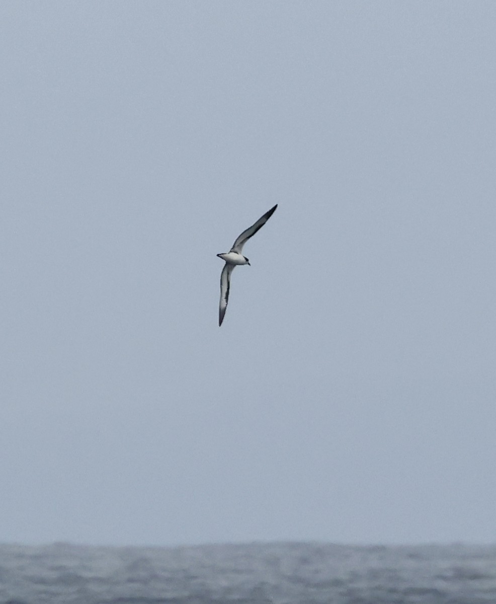 Galapagos Petrel - ML629254835