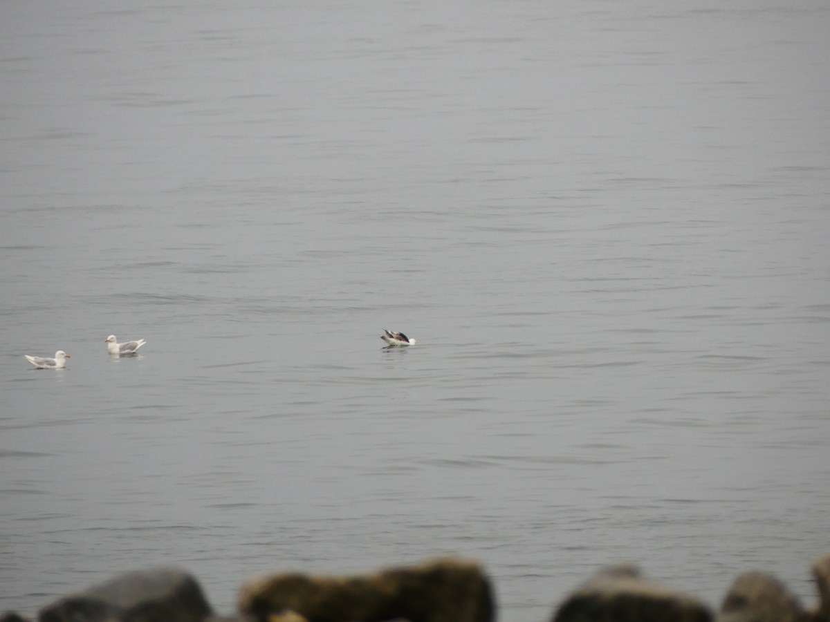 skifermåke - ML629254899