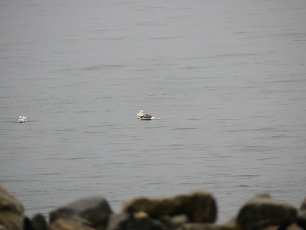 skifermåke - ML629254900