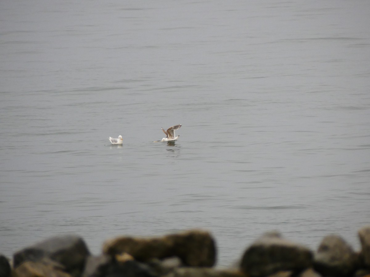 skifermåke - ML629254902