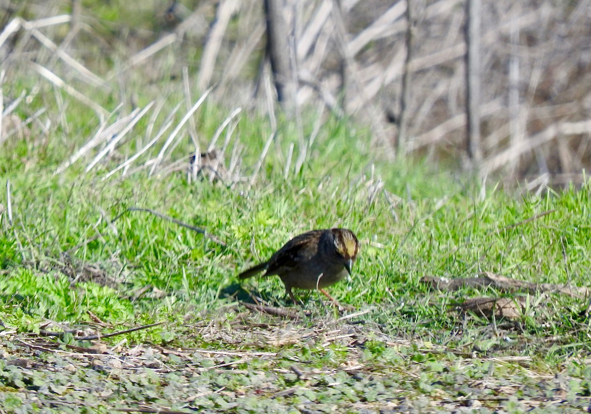 Golden-crowned Sparrow - ML629255125