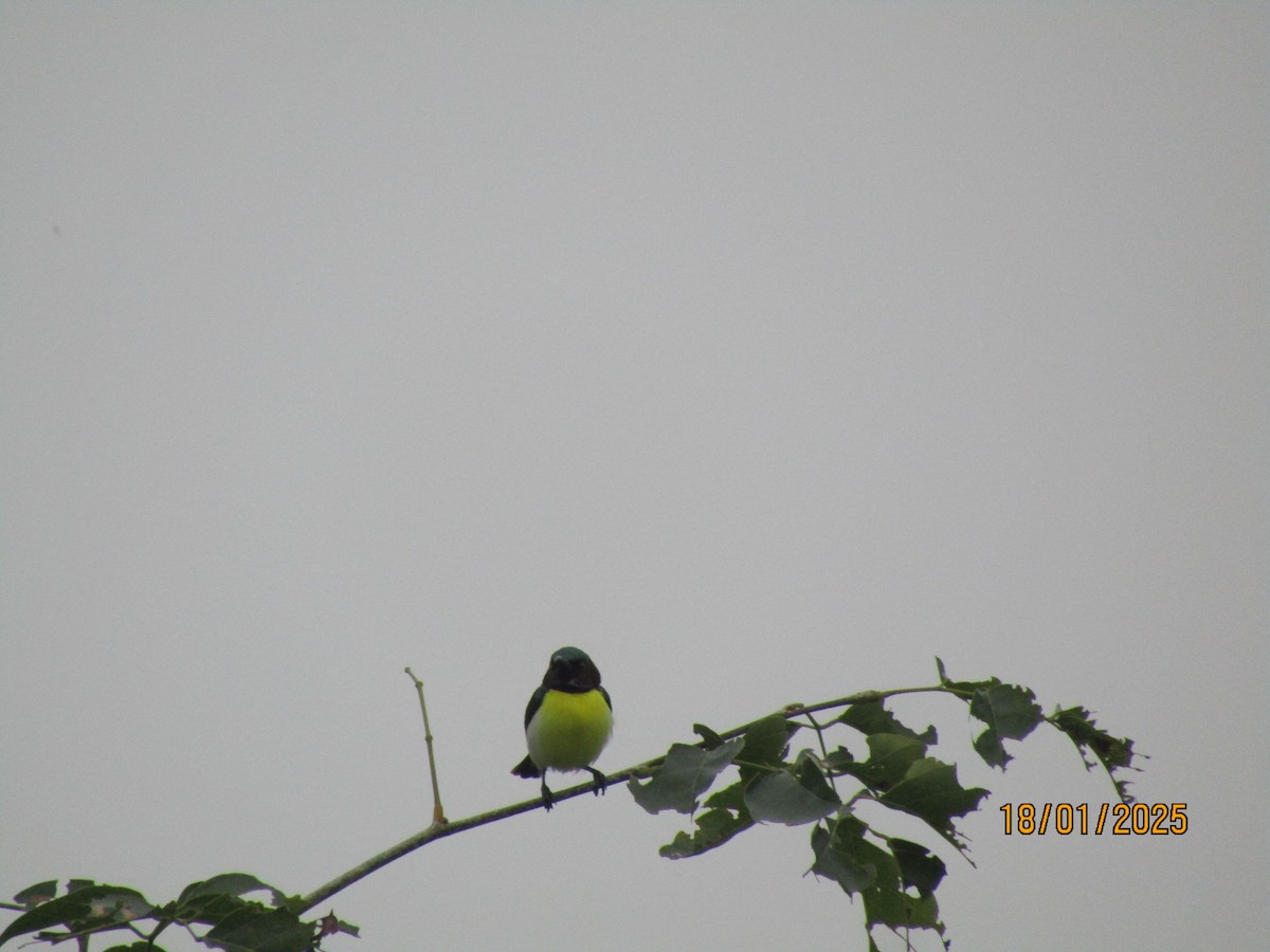 Purple-rumped Sunbird - ML629255338