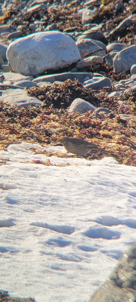 American Pipit - ML629255350