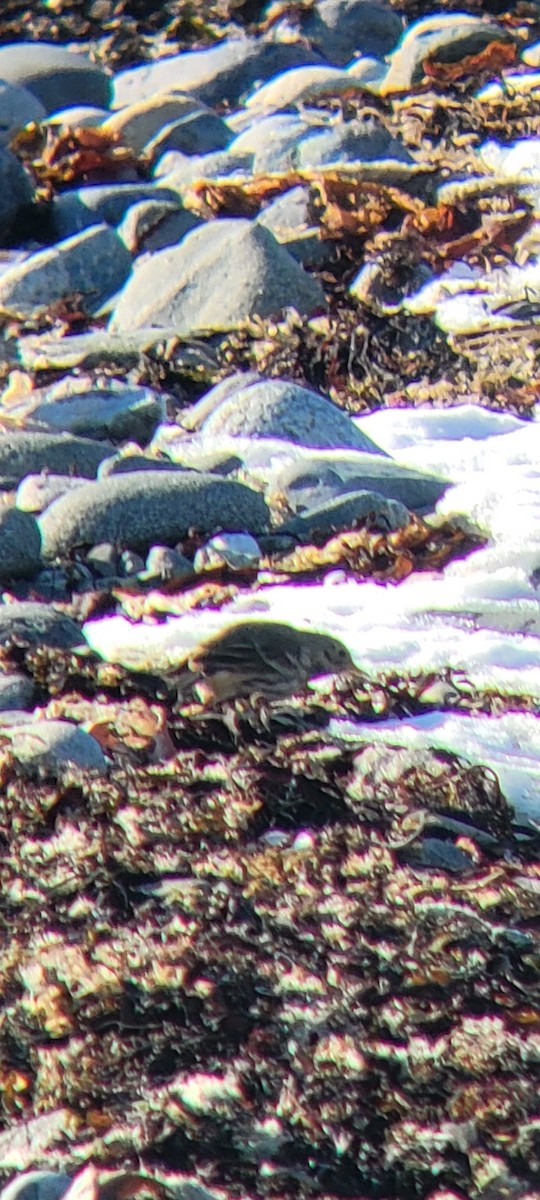 American Pipit - ML629255351