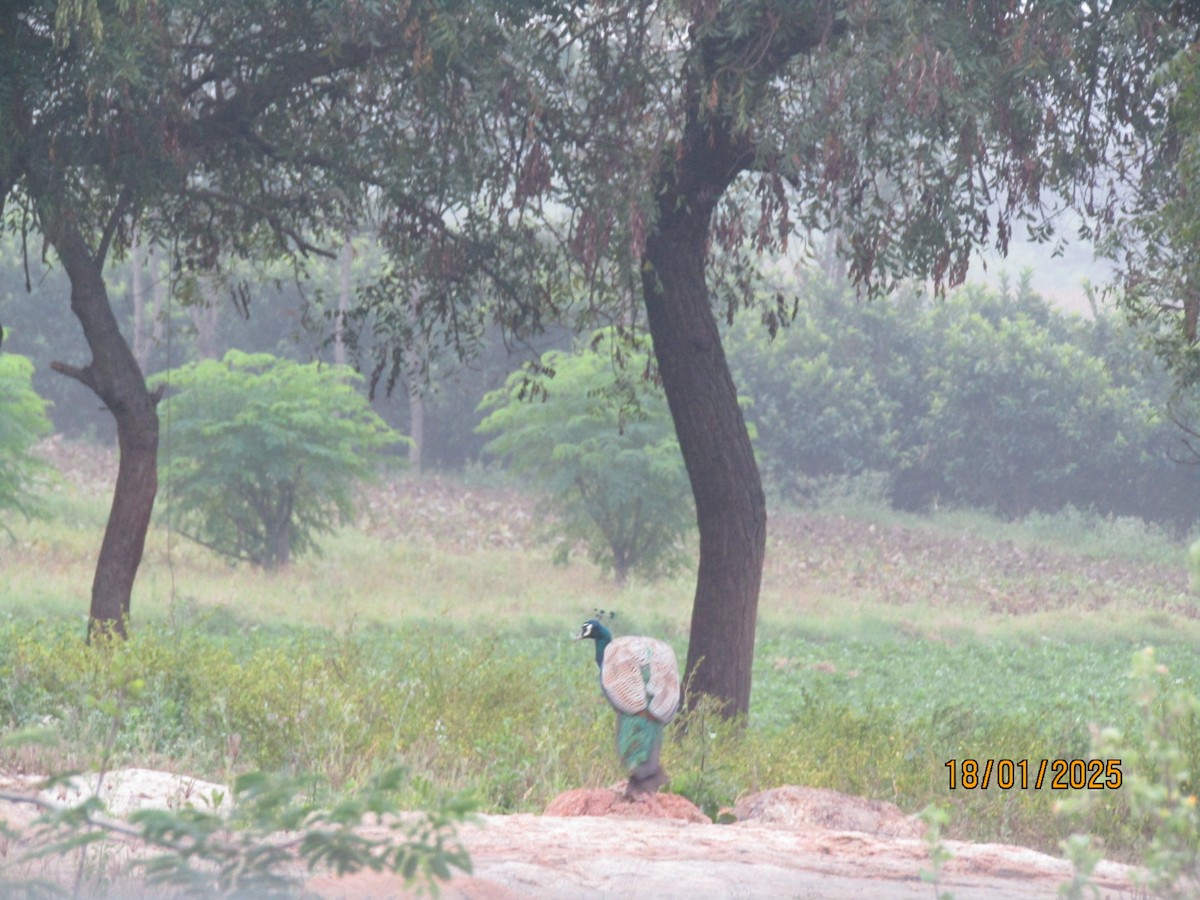 Indian Peafowl - ML629255355