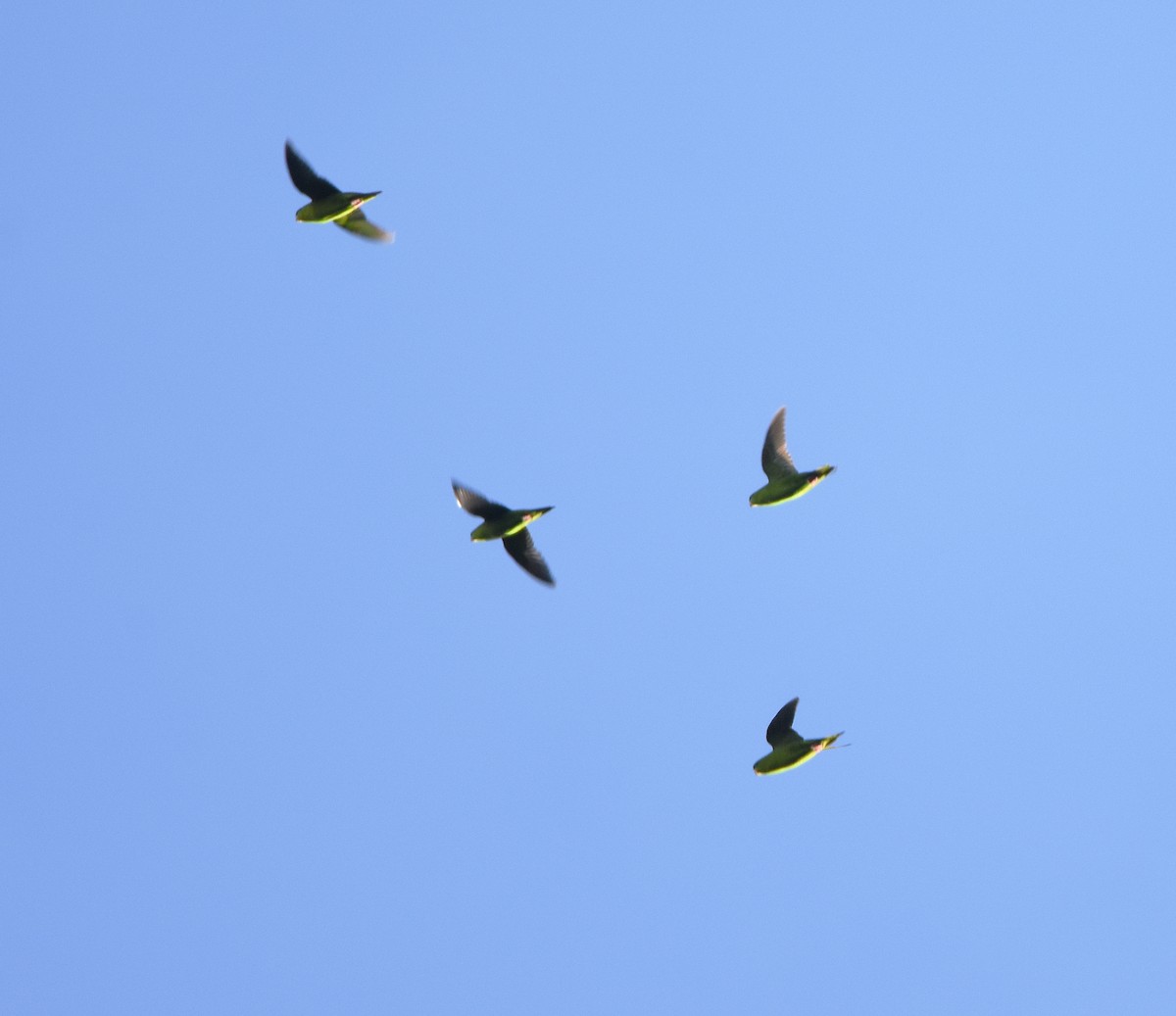 Barred Parakeet - ML629255623