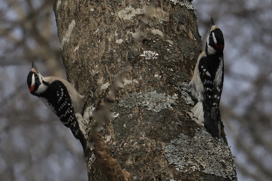 Downy Woodpecker - ML629255803