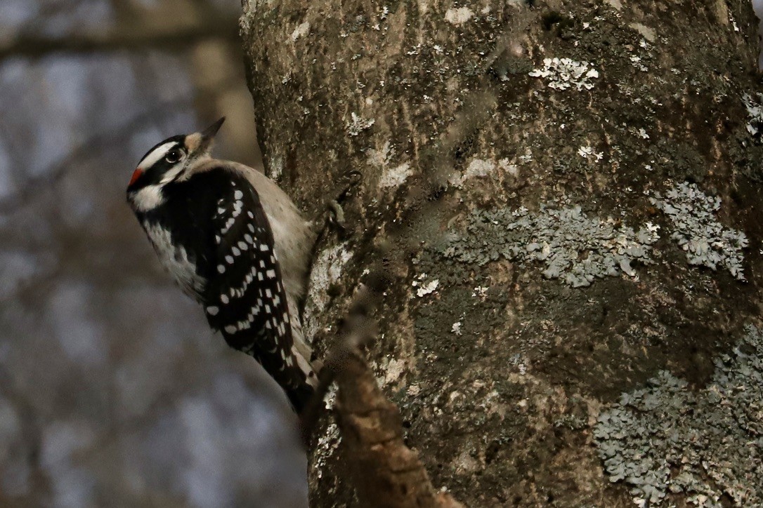 Downy Woodpecker - ML629255804