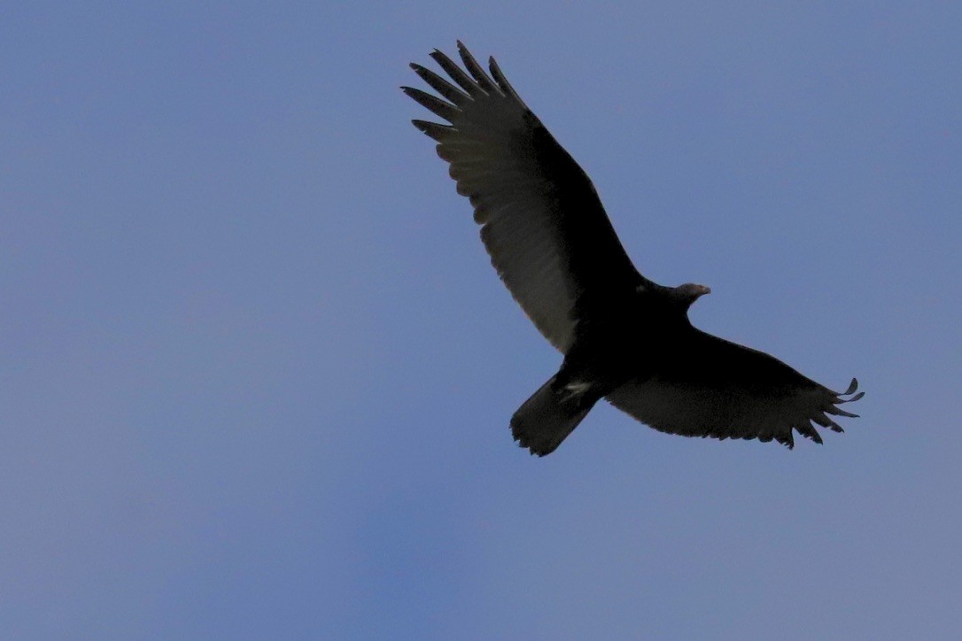 Turkey Vulture - ML629255820