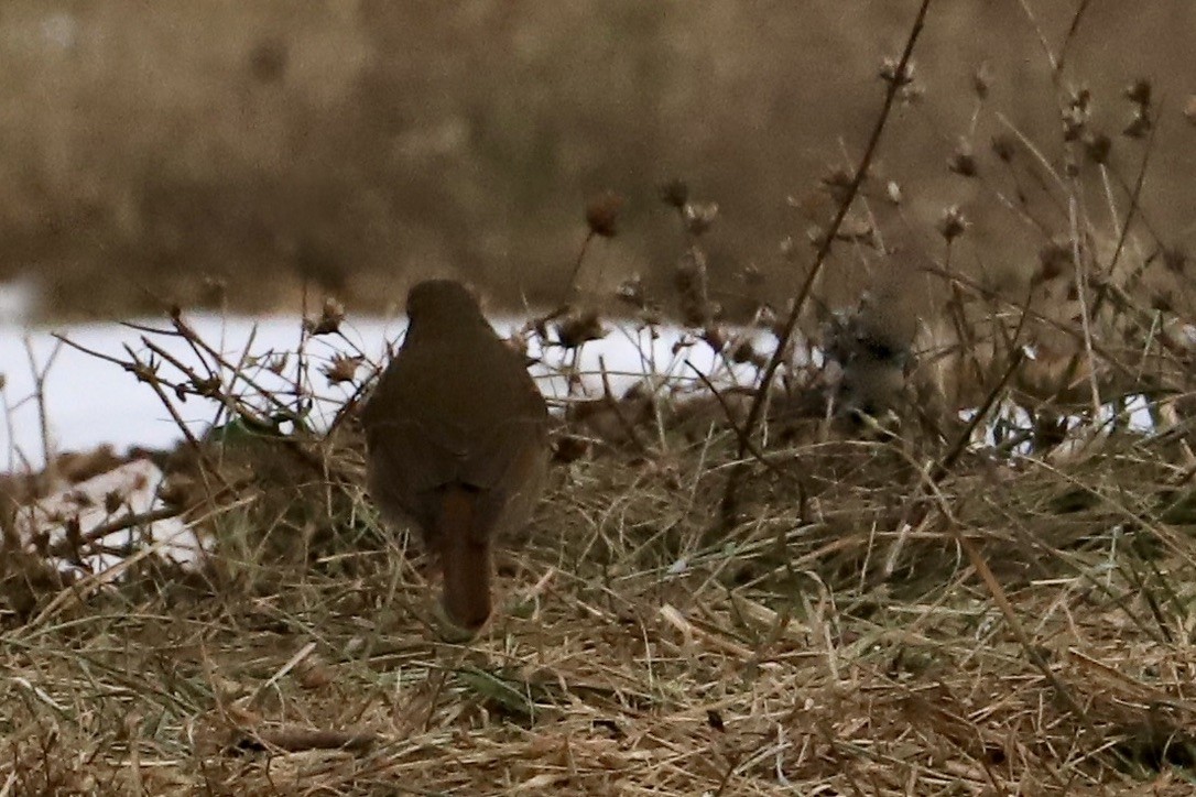 Hermit Thrush - ML629255840