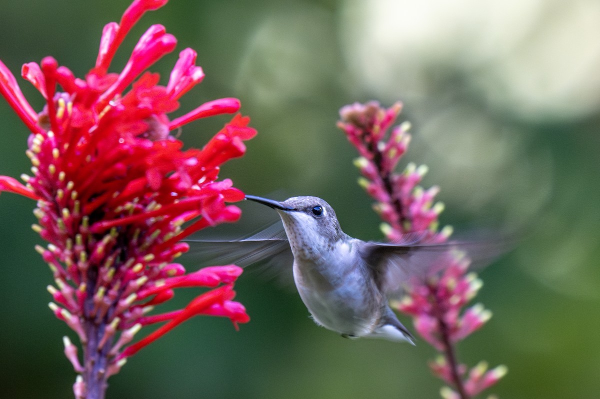 Ruby-throated Hummingbird - ML629255956