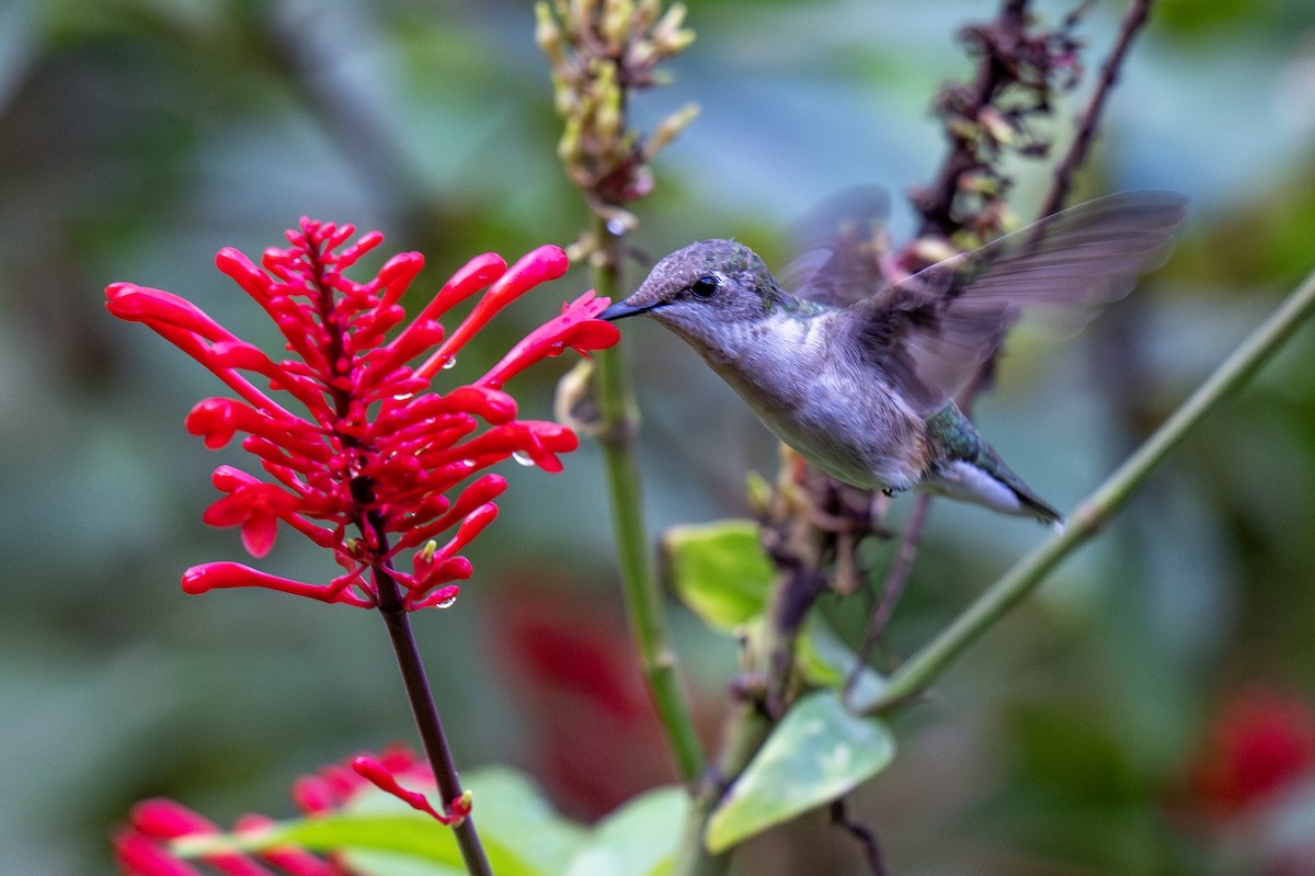 Ruby-throated Hummingbird - ML629255957
