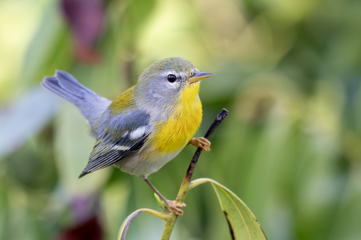Northern Parula - ML629255975