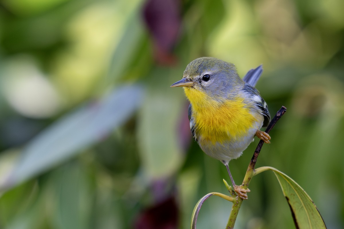 Northern Parula - ML629255977