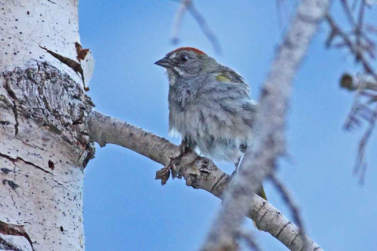 Green-tailed Towhee - ML629256049