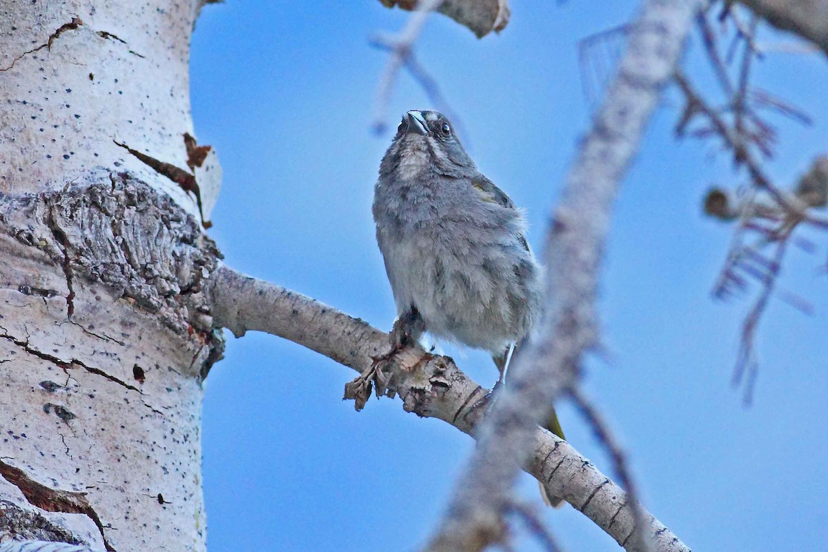 Green-tailed Towhee - ML629256050