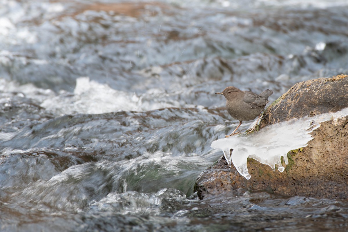 American Dipper - ML629256699