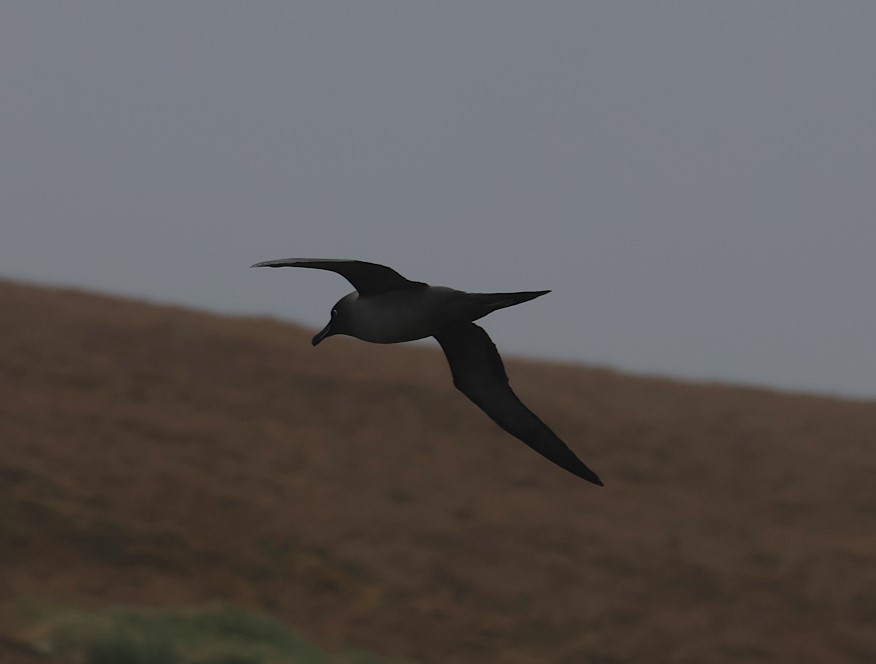Graumantelalbatros - ML629256744