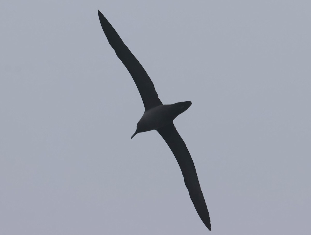 Graumantelalbatros - ML629256745