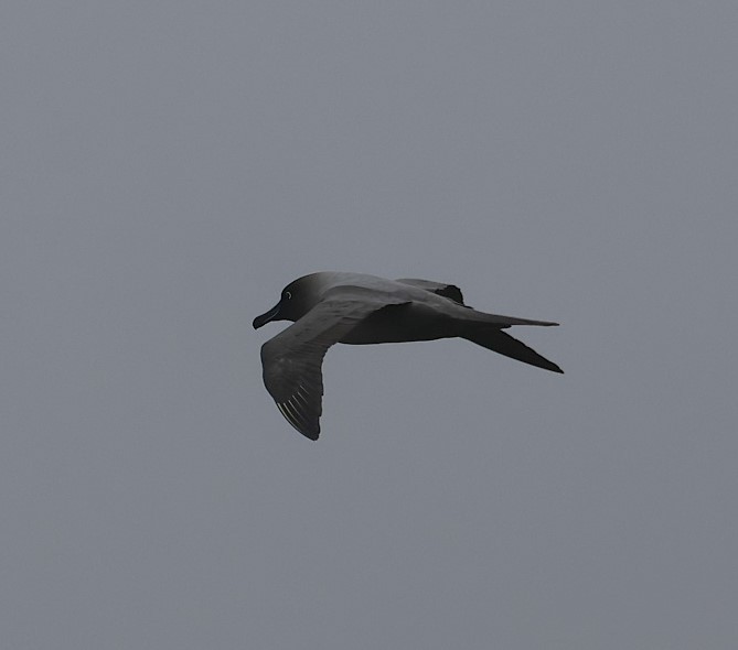 Graumantelalbatros - ML629256746