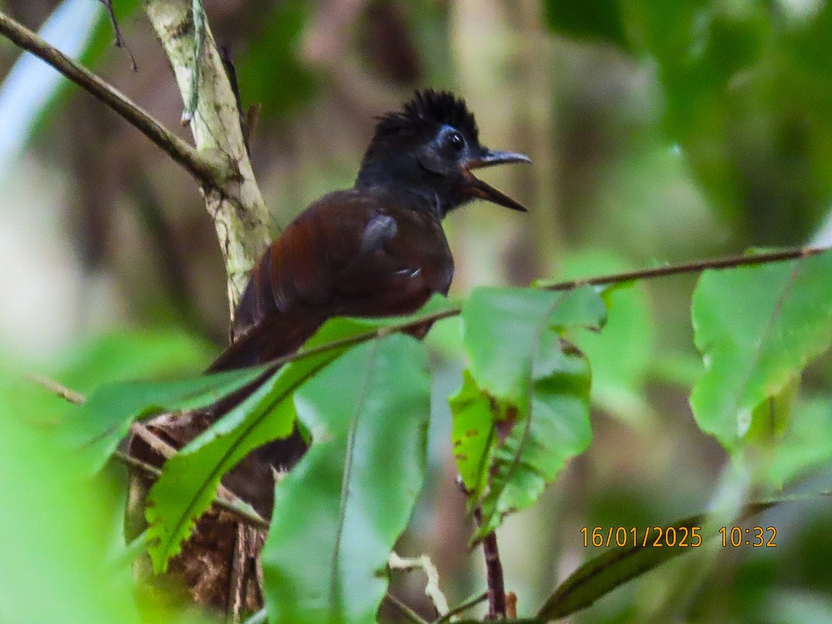 Sooty Antbird - ML629256845