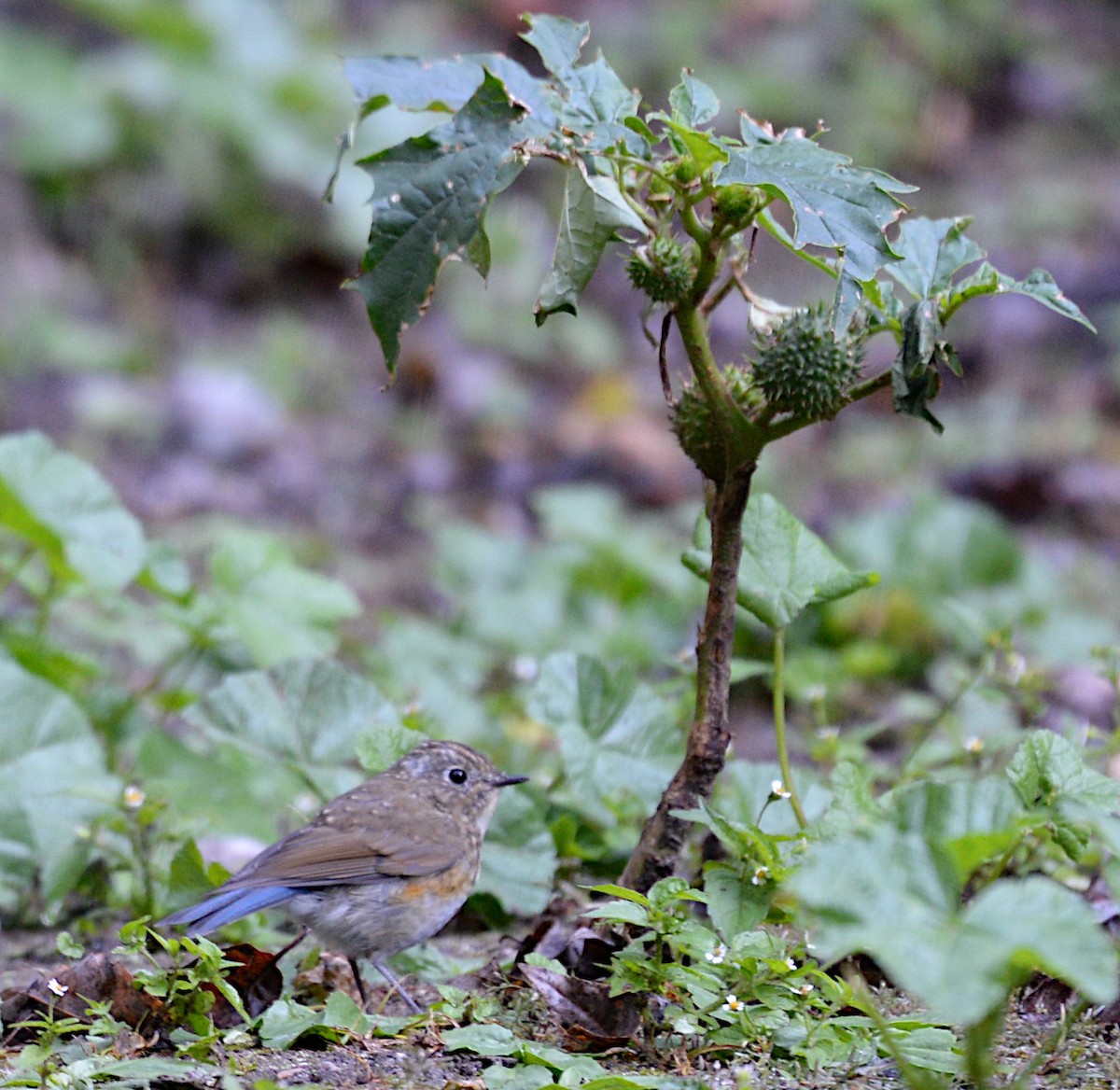 Himalayan Bluetail - ML629256907