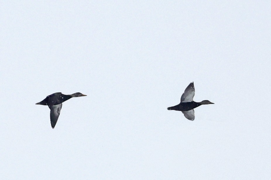 American Black Duck - ML629256936