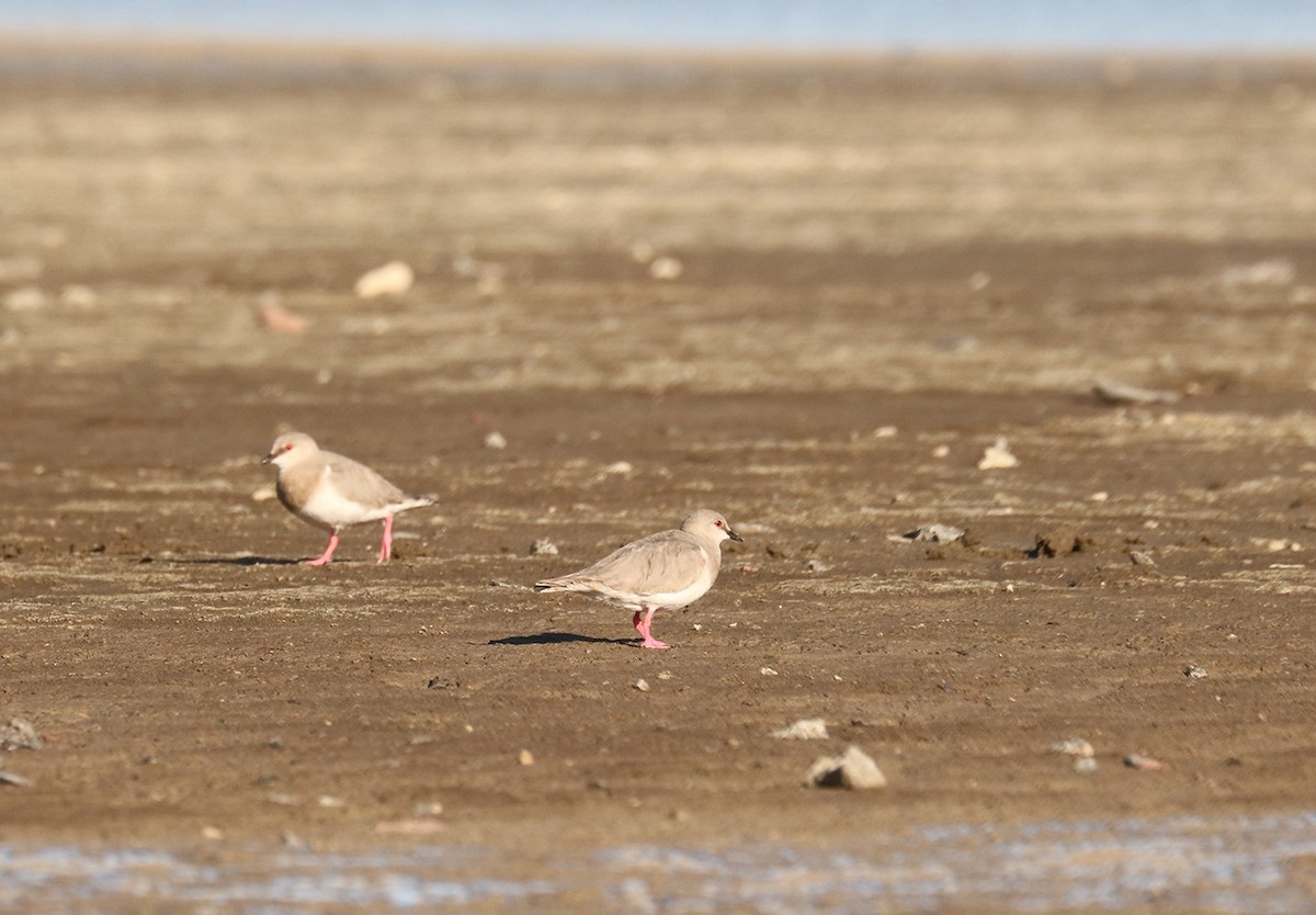 Magellanic Plover - ML629257206