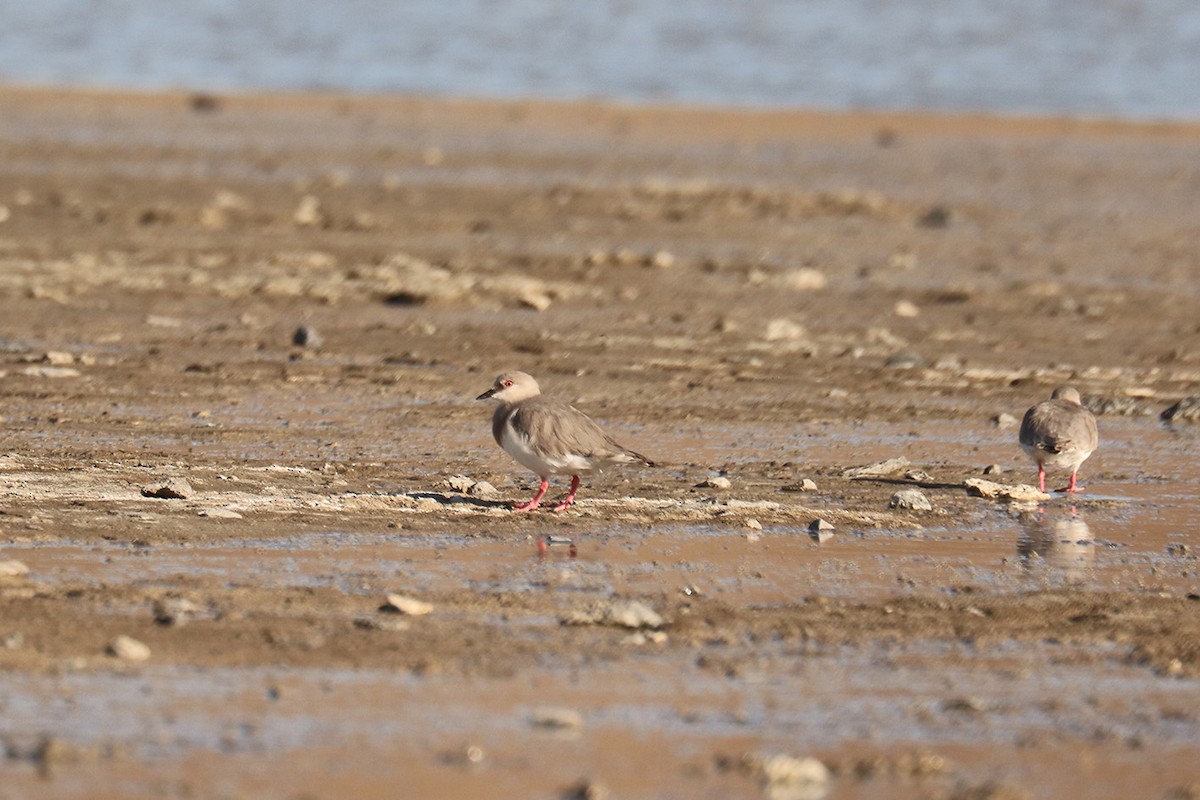 Magellanic Plover - ML629257207