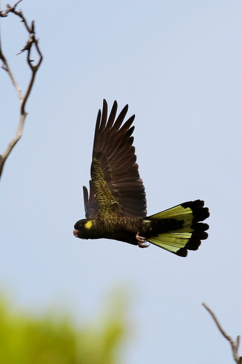 Yellow-tailed Black-Cockatoo - ML629257211