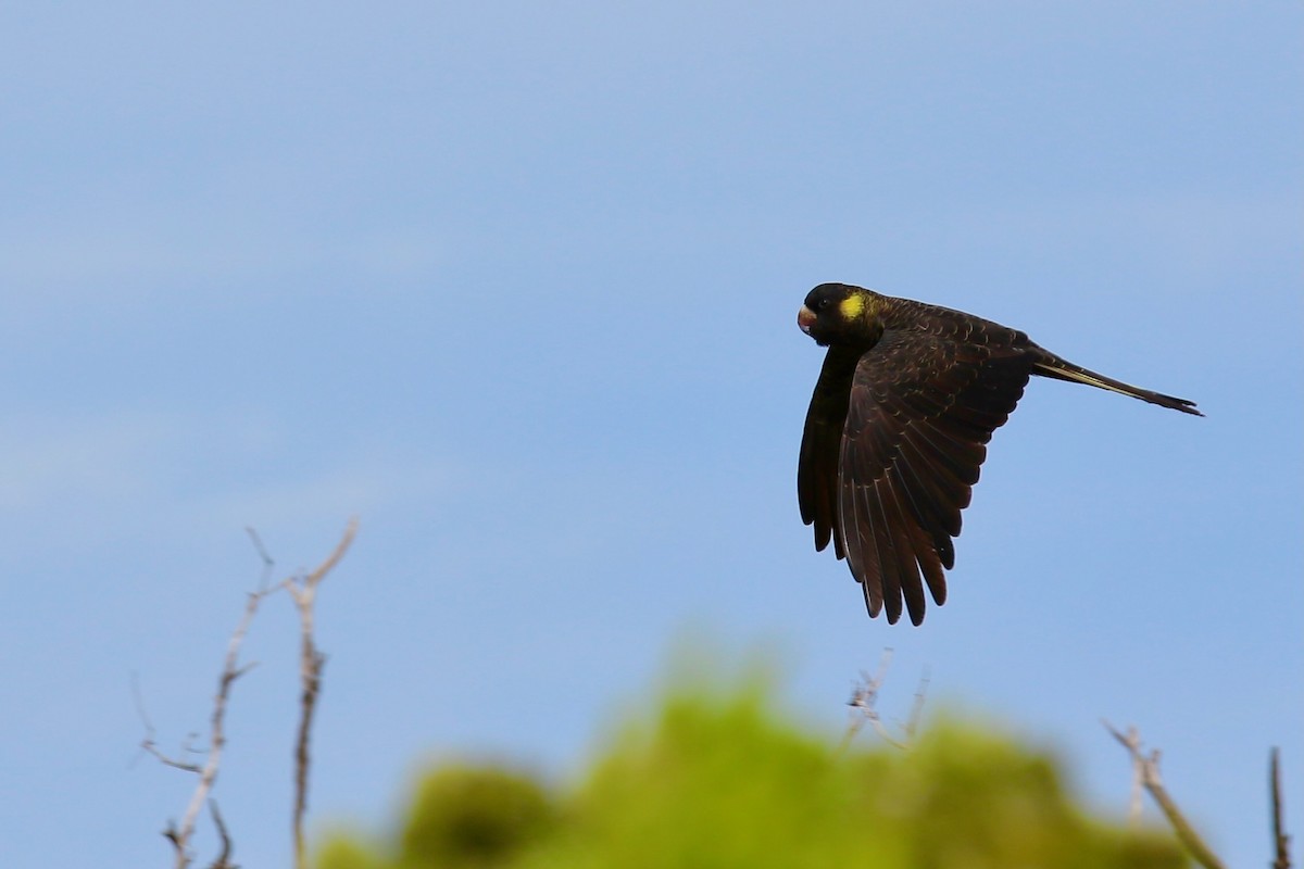 Yellow-tailed Black-Cockatoo - ML629257212