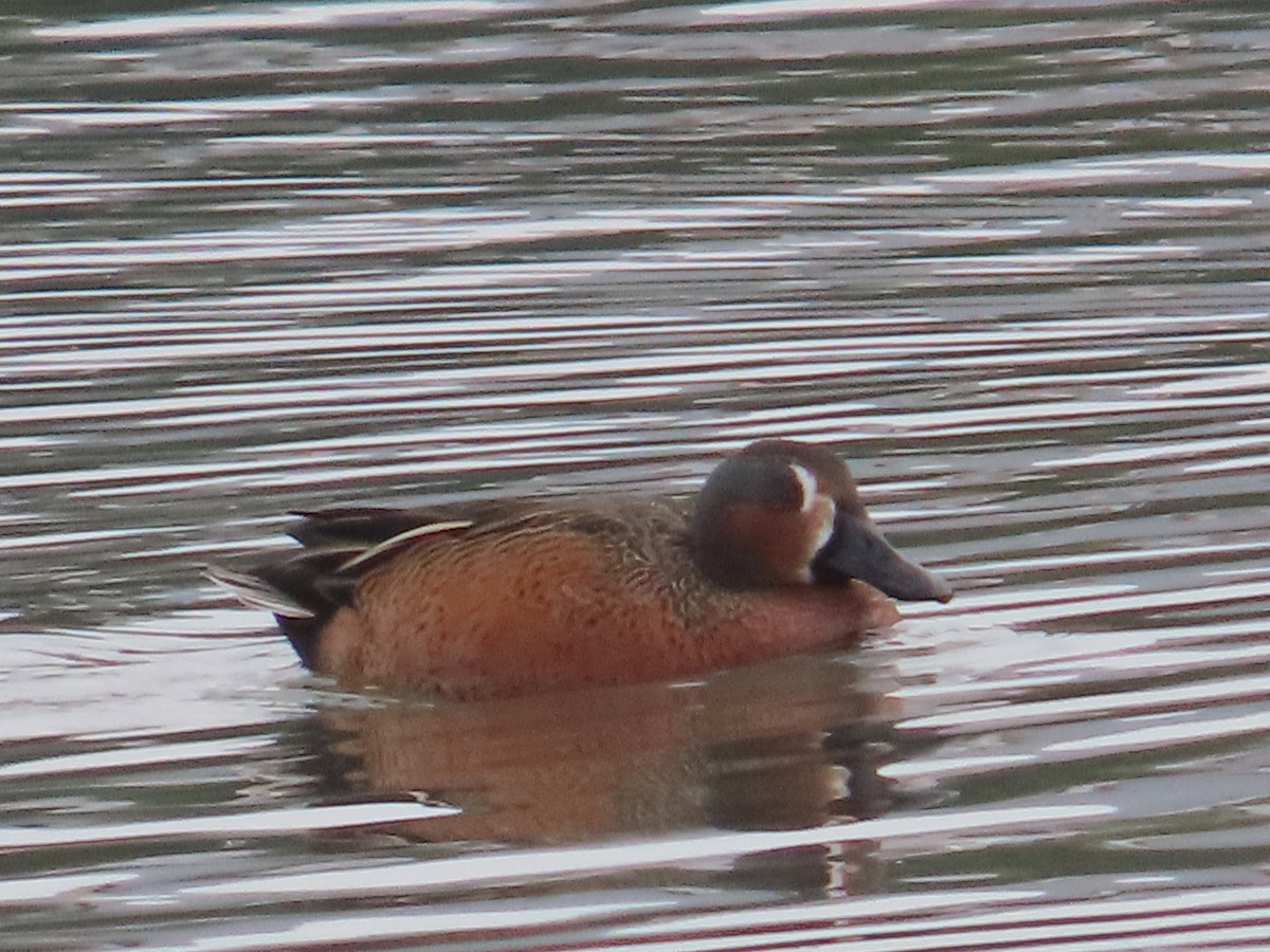 Blue-winged x Cinnamon Teal (hybrid) - ML629257216