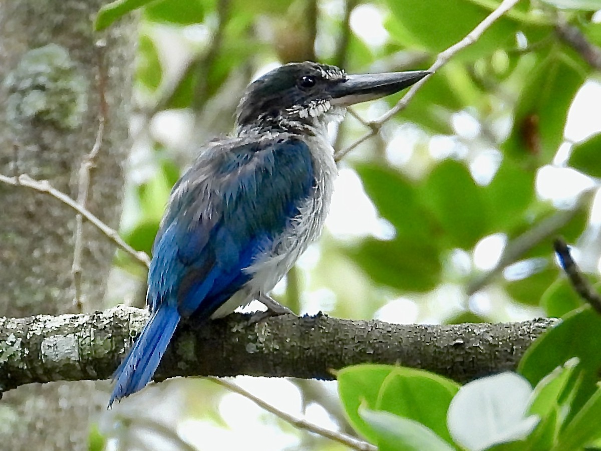 Torresian Kingfisher - ML629257222