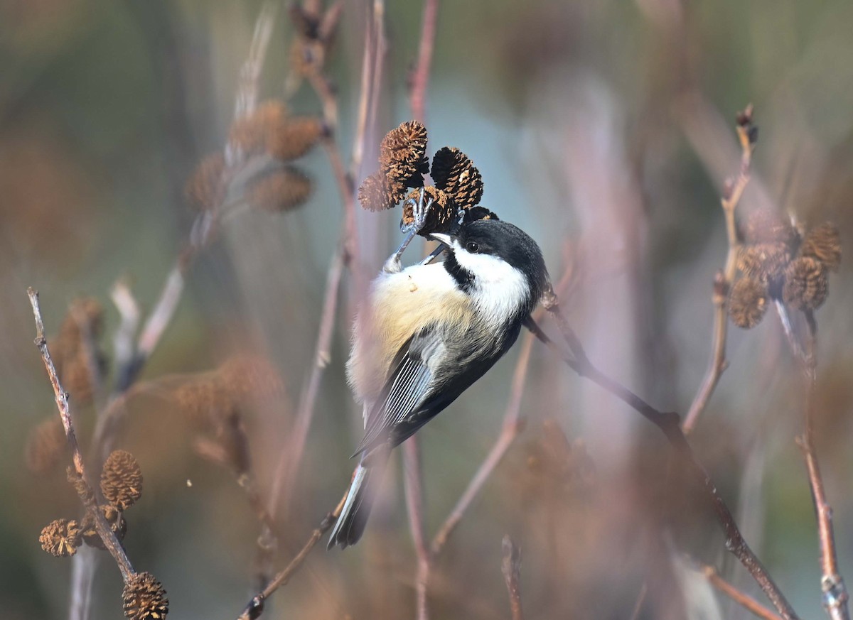 Mésange à tête noire - ML629257310