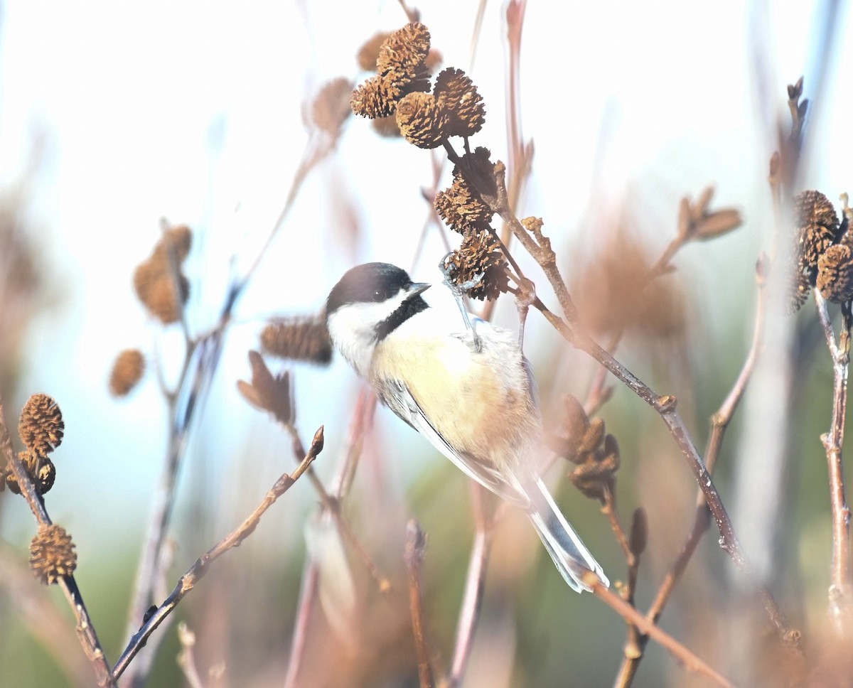 Mésange à tête noire - ML629257311