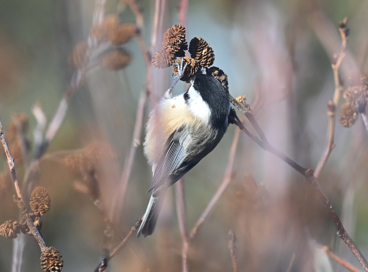 Mésange à tête noire - ML629257312