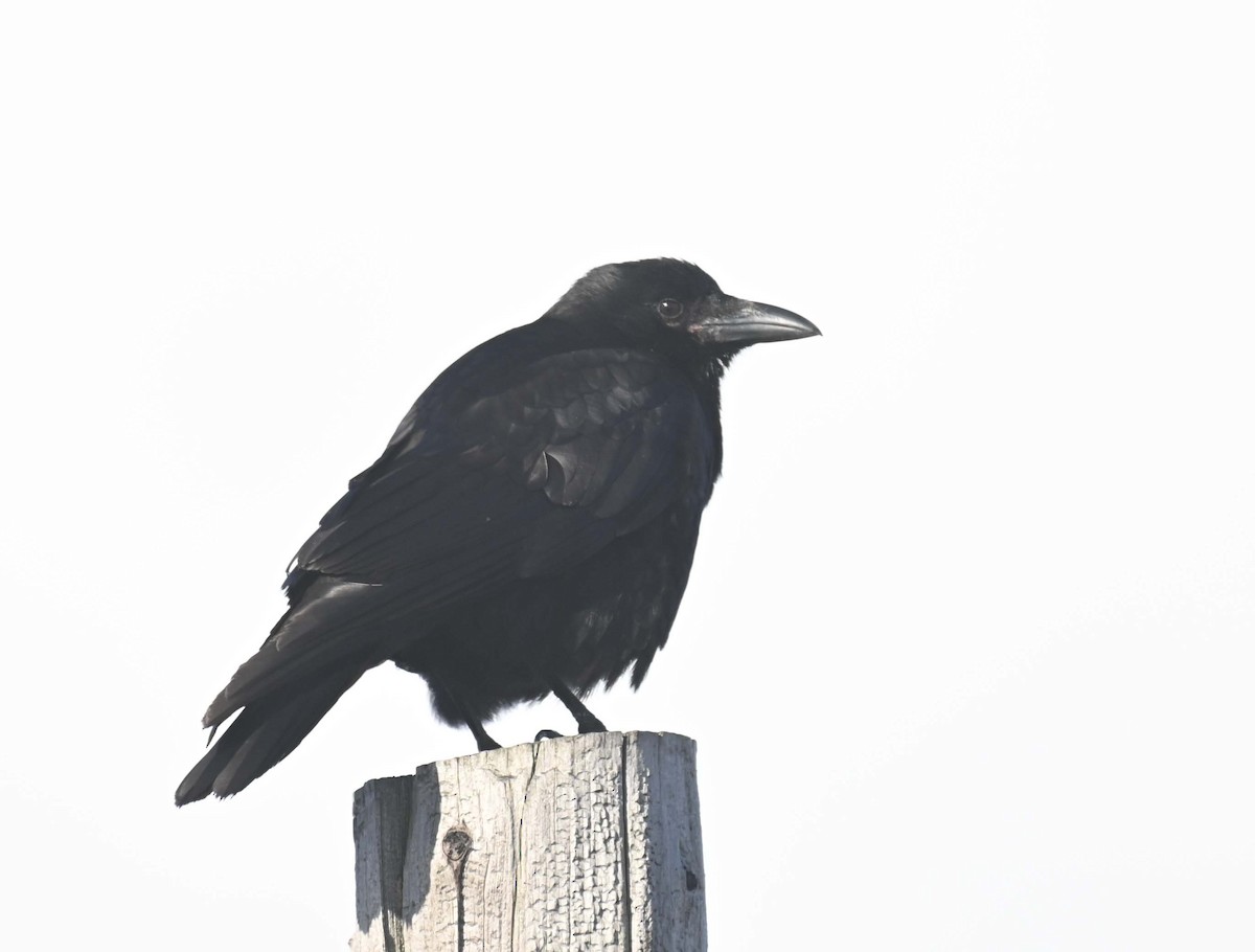 Corneille d'Amérique - ML629257325
