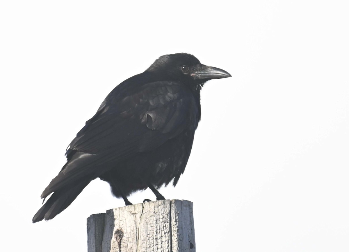 Corneille d'Amérique - ML629257326