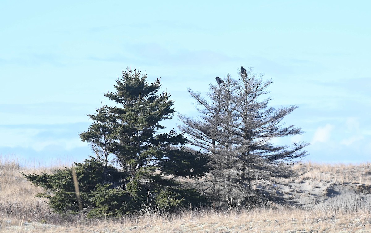 Corneille d'Amérique - ML629257327