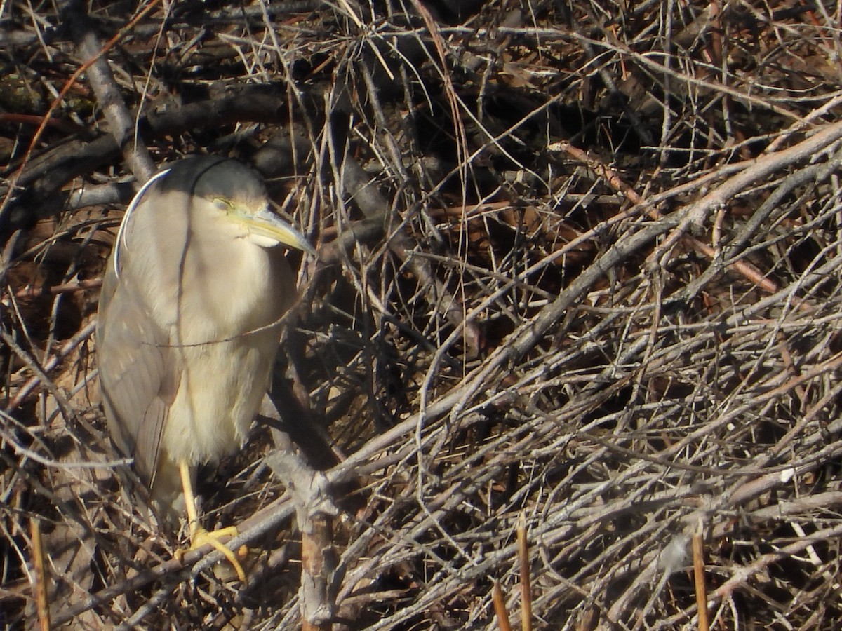 Ногоовор зашин - ML629257453